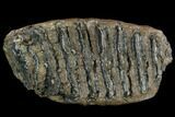 Fossil Palaeoloxodon (Mammoth Relative) M Molar - Hungary #123646-1